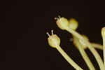 Carolina grasswort